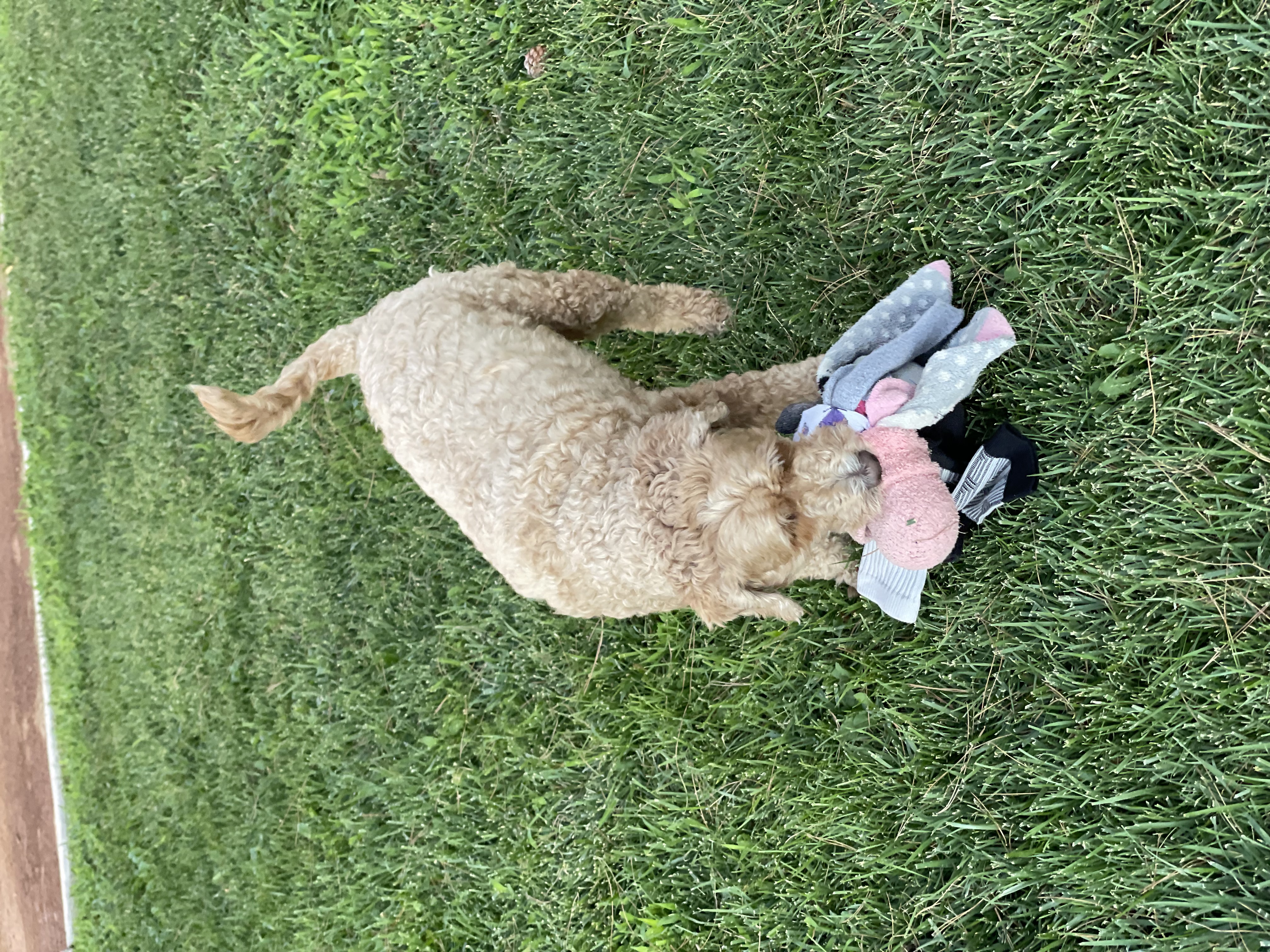 Socktopus product photo