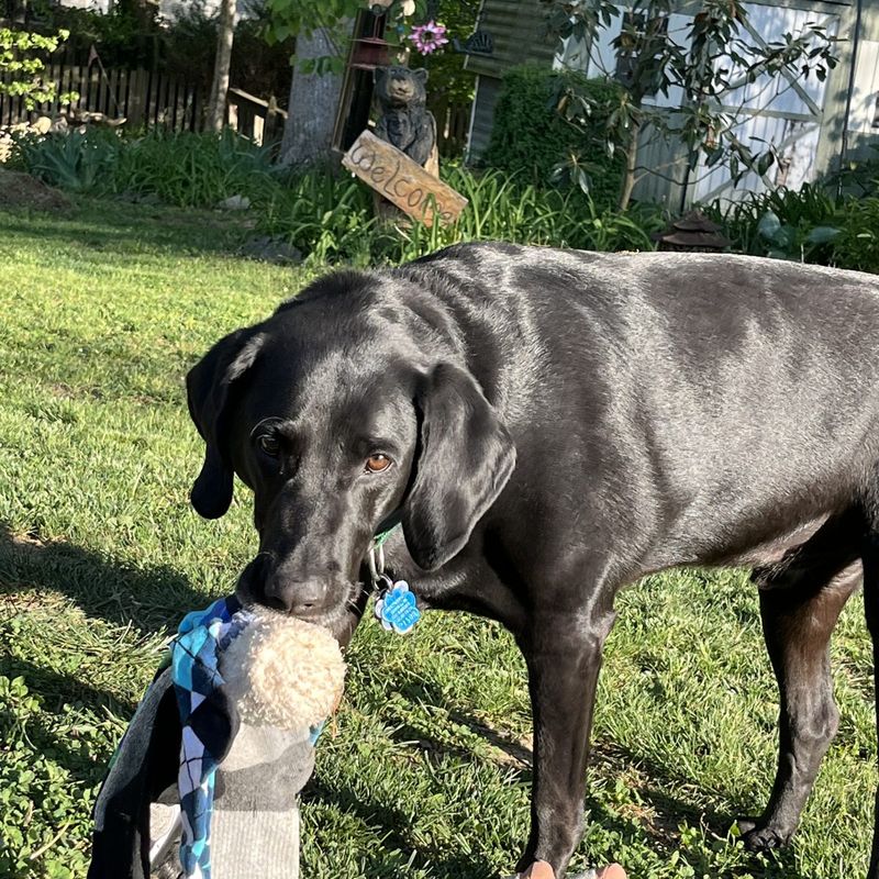 A dog playing with a handmade Socktopus toy