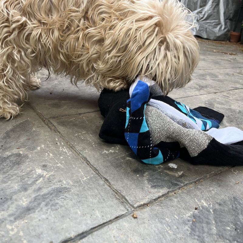 A dog playing with a handmade Socktopus toy