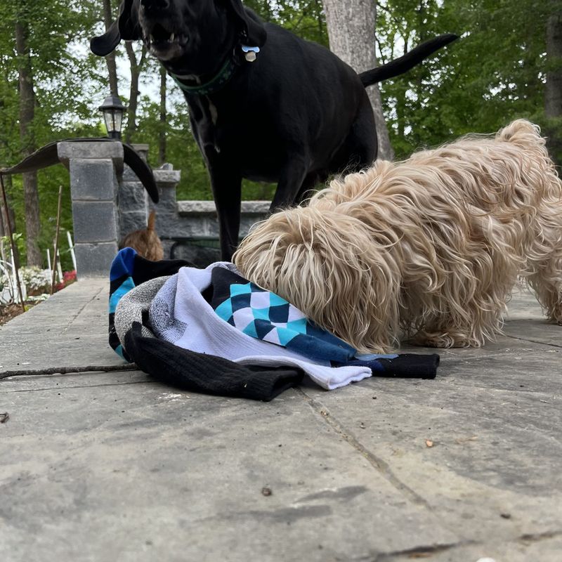 A dog playing with a handmade Socktopus toy