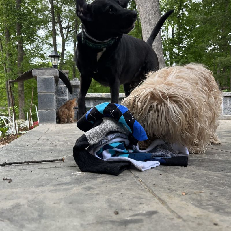 A dog playing with a handmade Socktopus toy