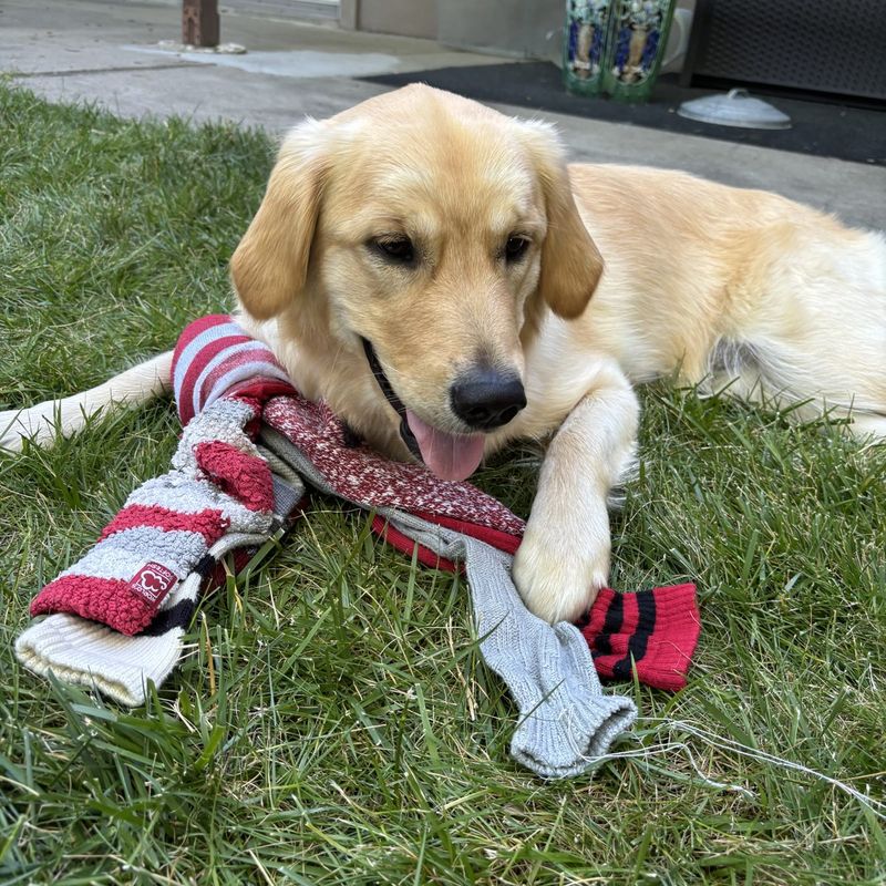 A dog playing with a handmade Socktopus toy