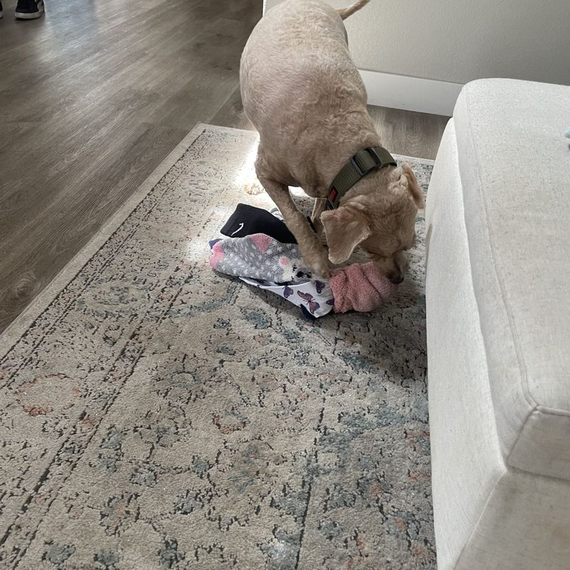 A dog playing with a handmade Socktopus toy