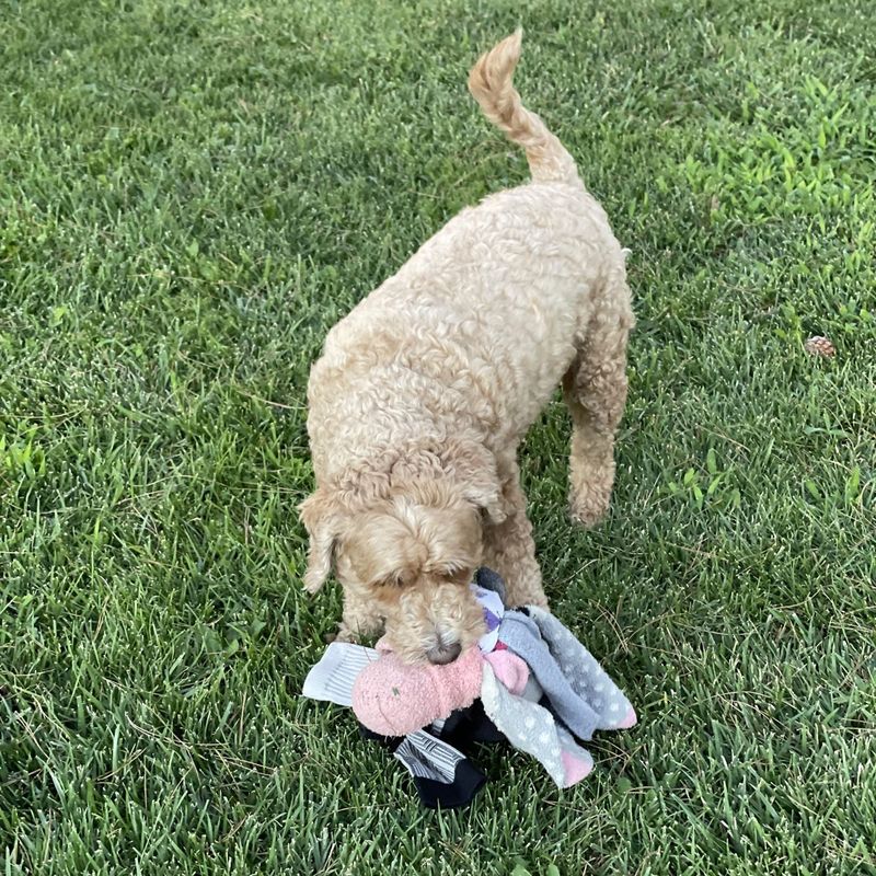 A dog playing with a handmade Socktopus toy