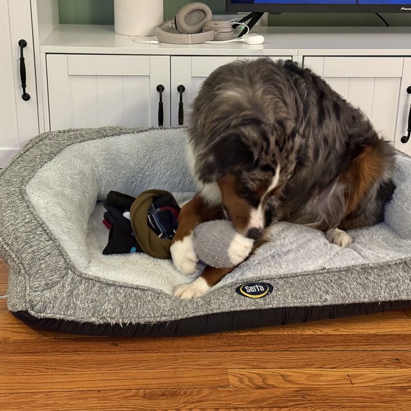 A dog playing with a handmade Socktopus toy