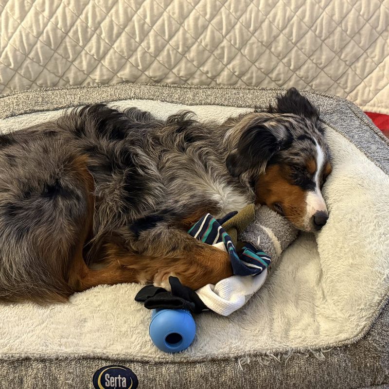 A dog playing with a handmade Socktopus toy